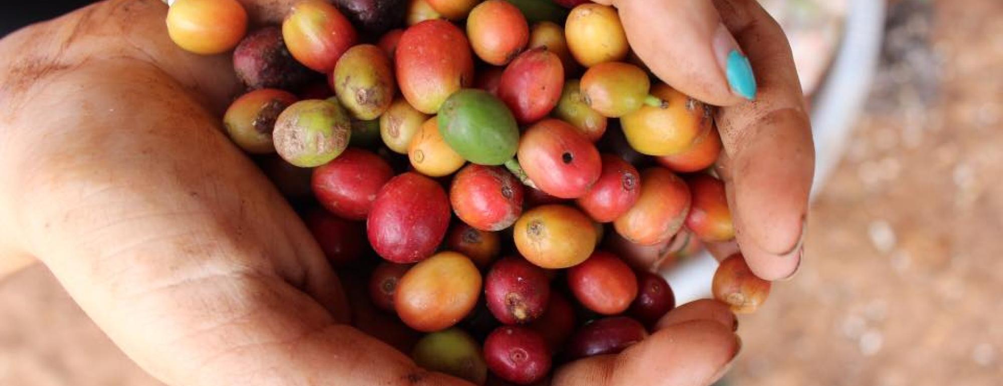 International Agricultural Development